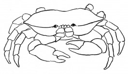 Camille Moreau  |  Design graphique